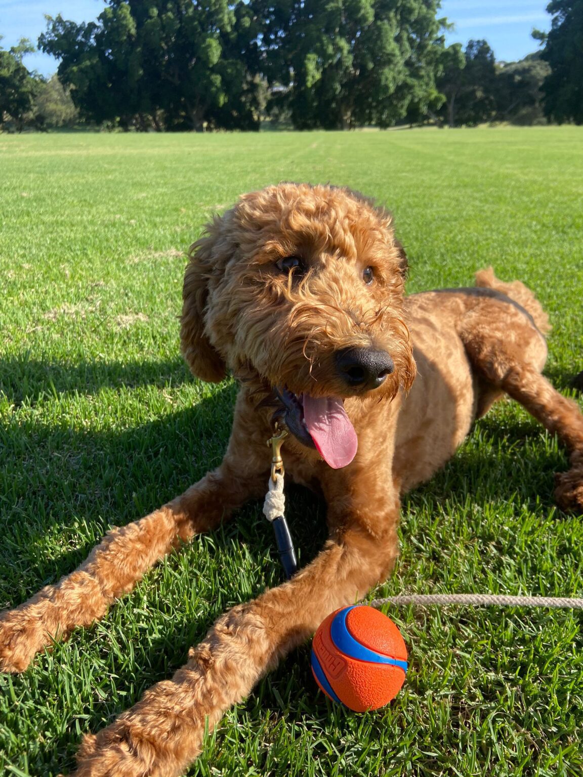 Dog Training Services Puppy Development Obedience Training Dog training services puppy development obedience training